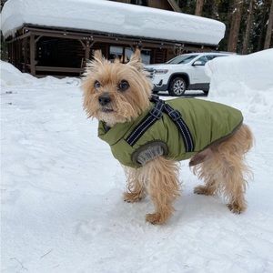 Rain vest for dogs. Fashion clothes for pets